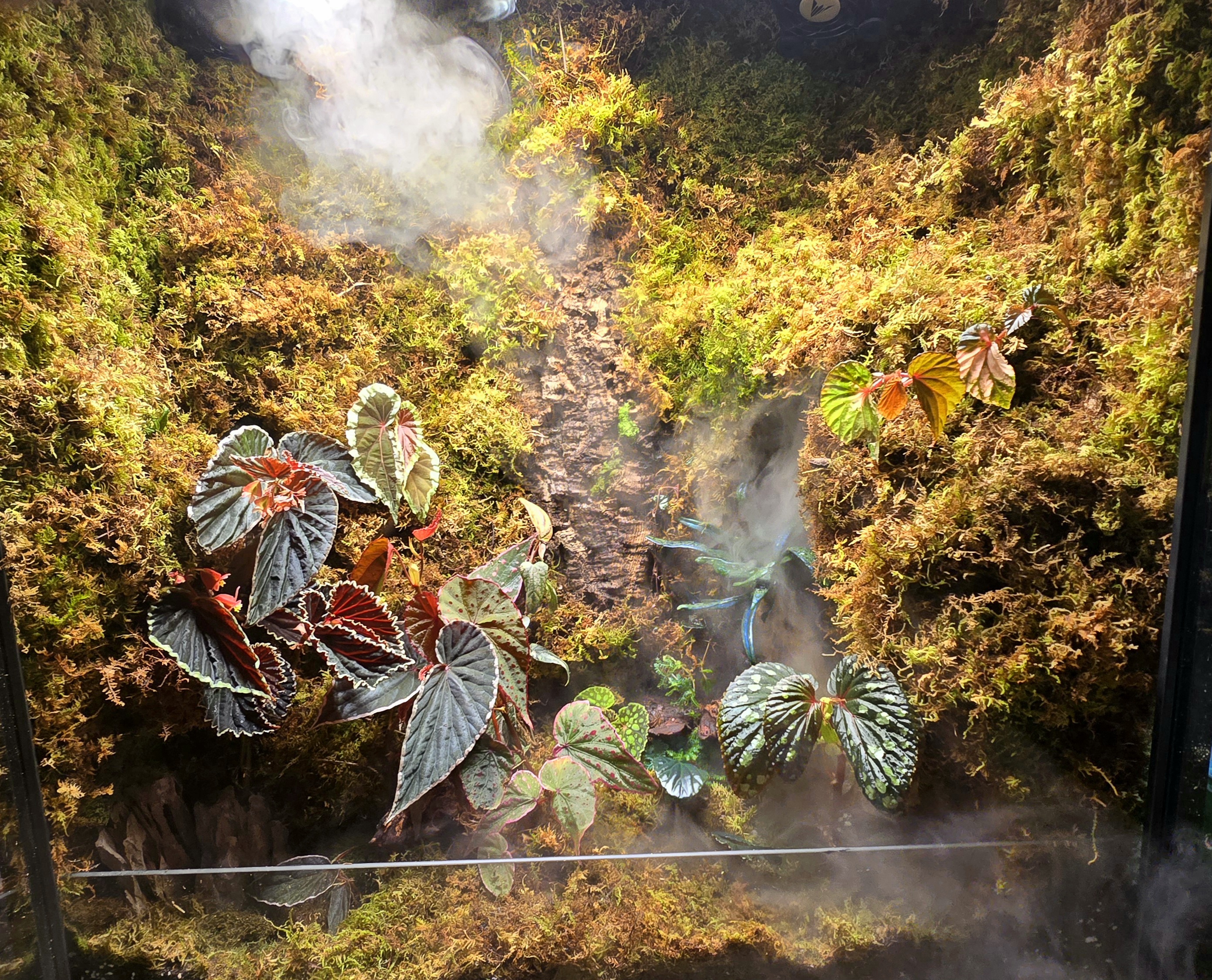 The Begonia Cosmopolitan Ark