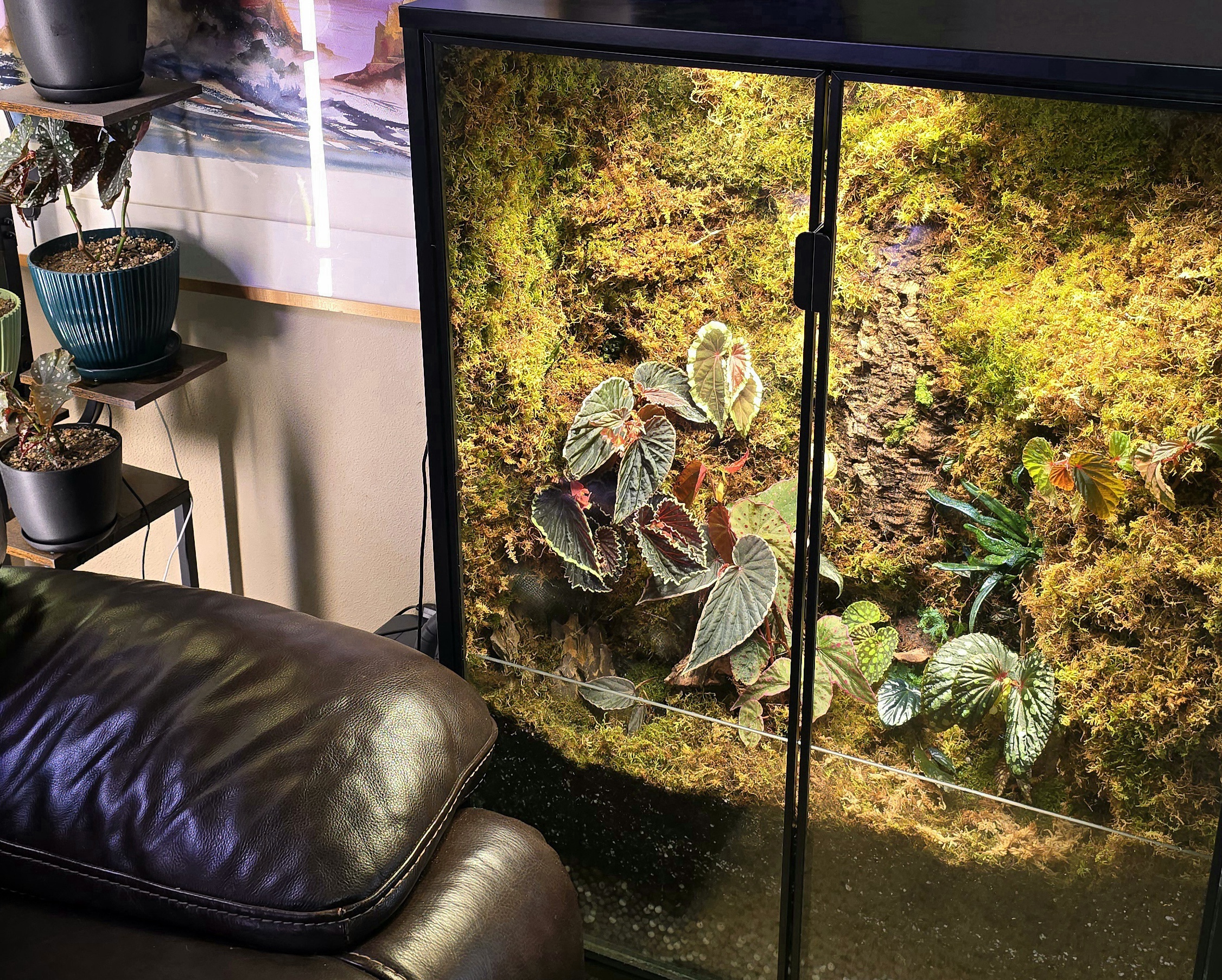 The Begonia Cosmopolitan Ark second view