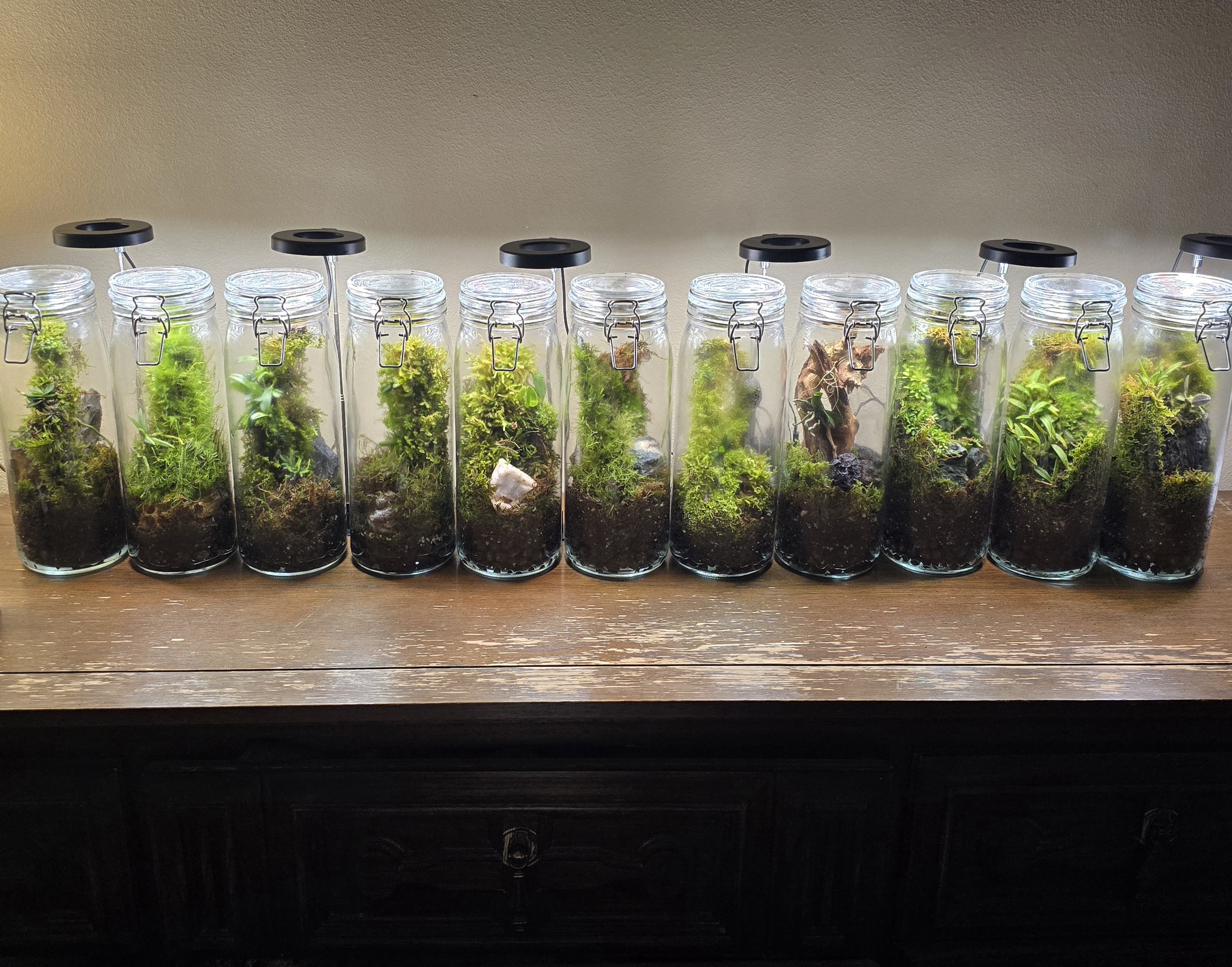 Orchidarium Arcula collection