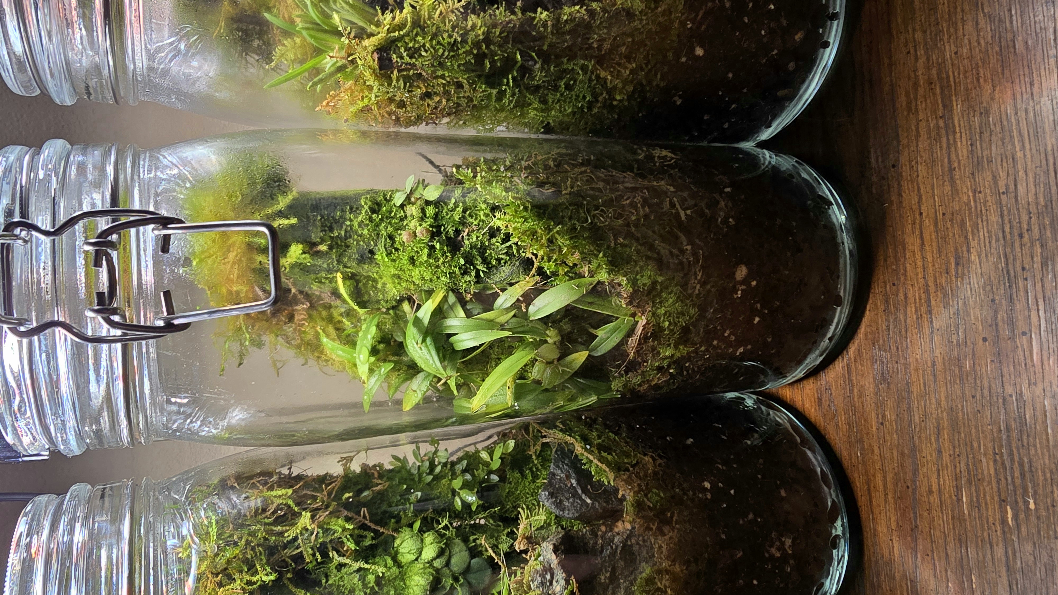 Orchidarium Arcula N°10 Papua New Guinea