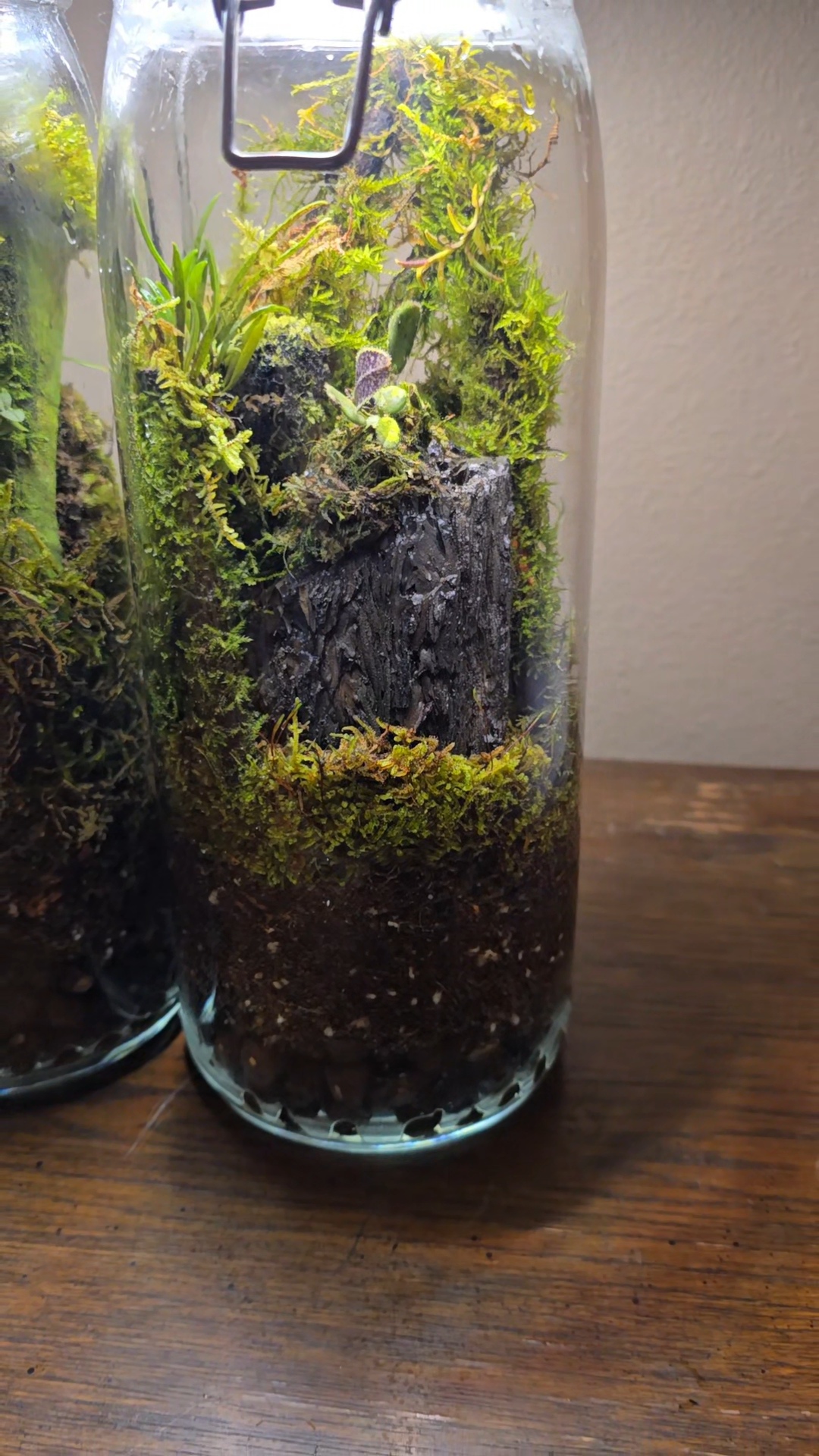 Orchidarium Arcula N°11 Ecuador