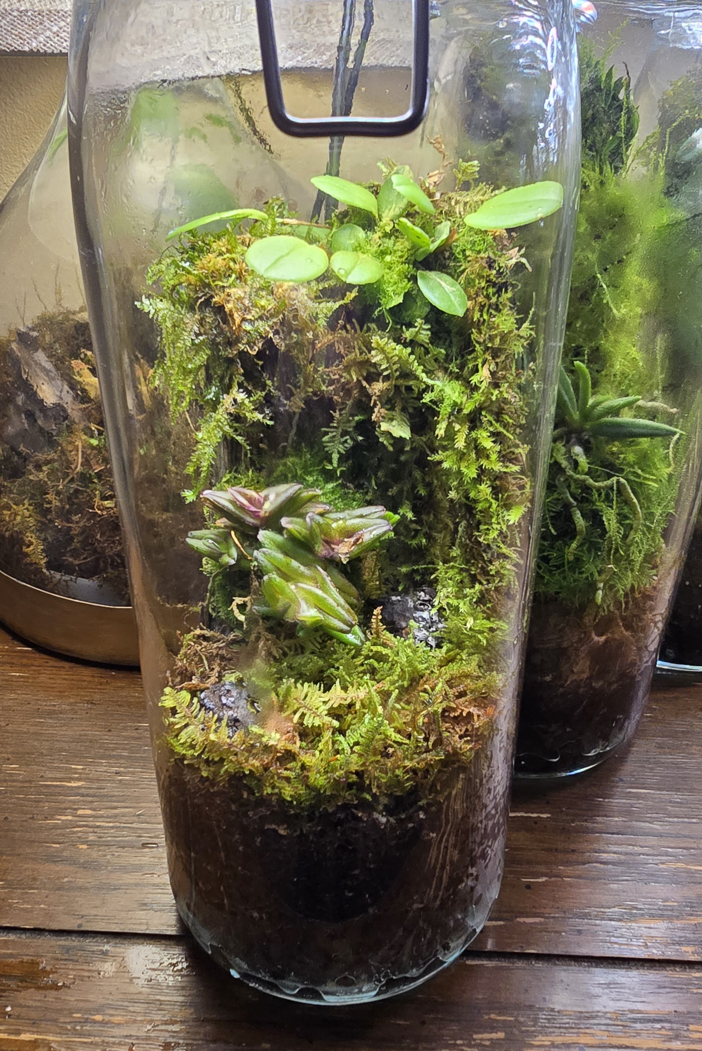 Orchidarium Arcula N°15 Panama