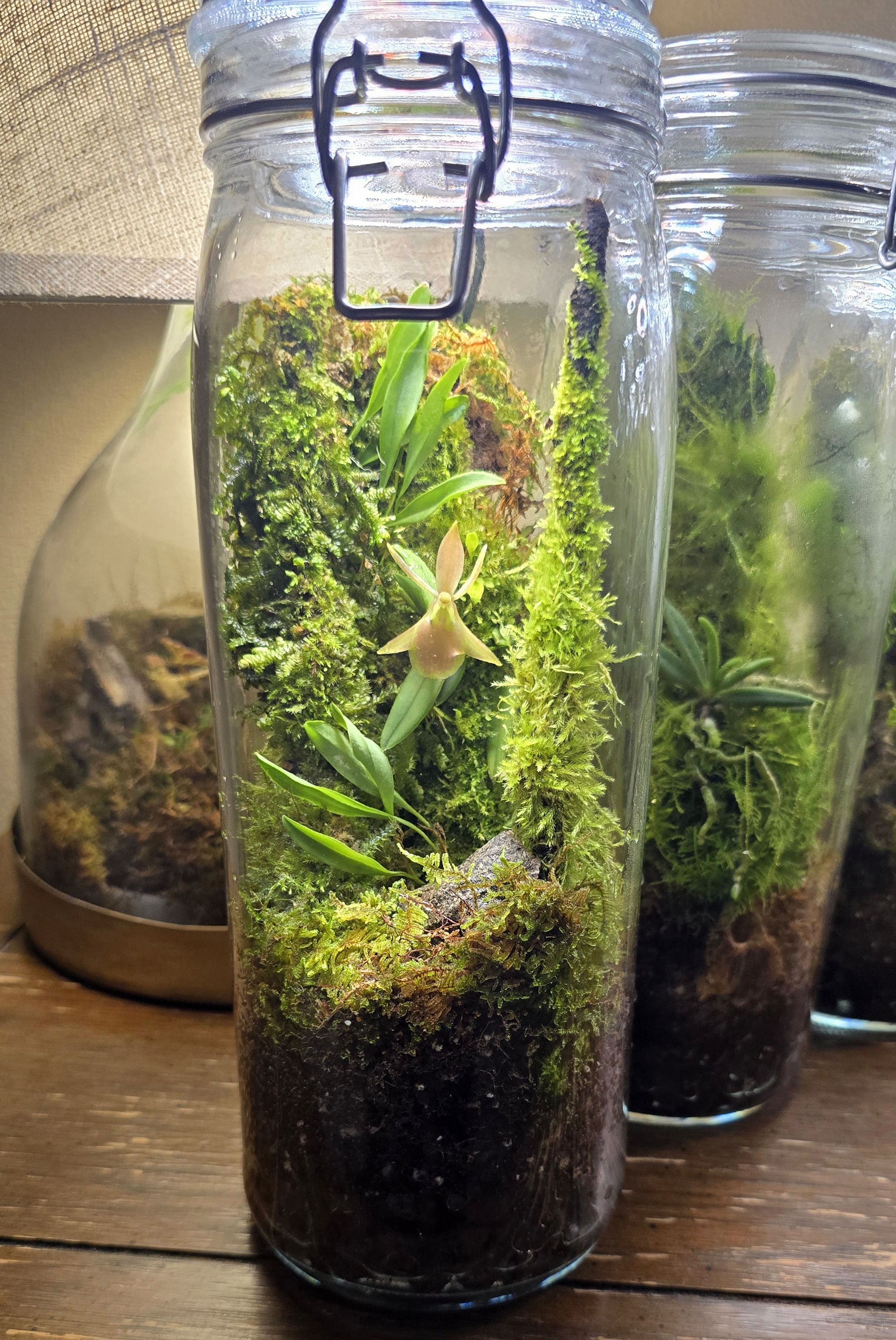 Orchidarium Arcula N°16 Peru