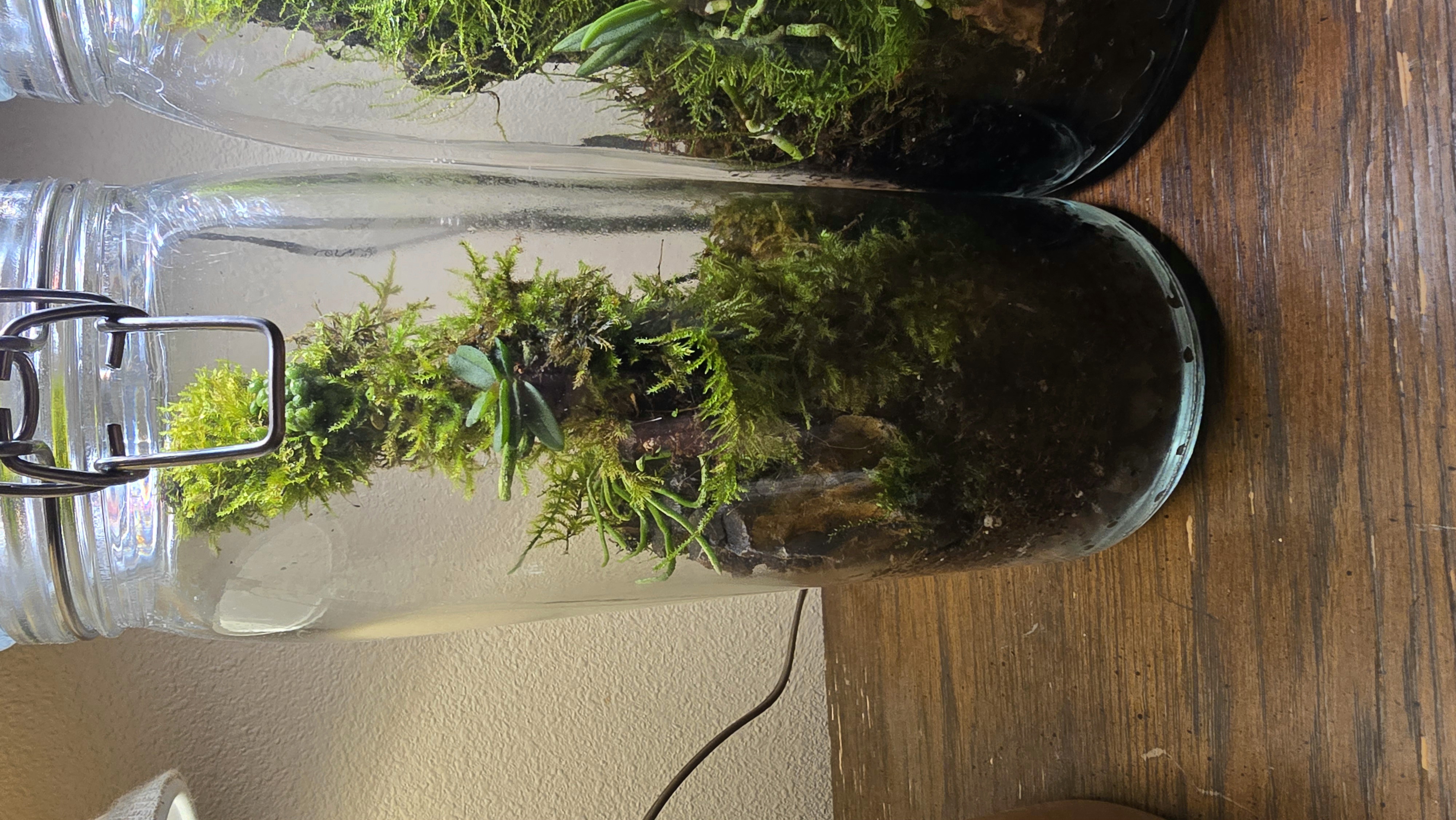 Orchidarium Arcula N°1 Thailand