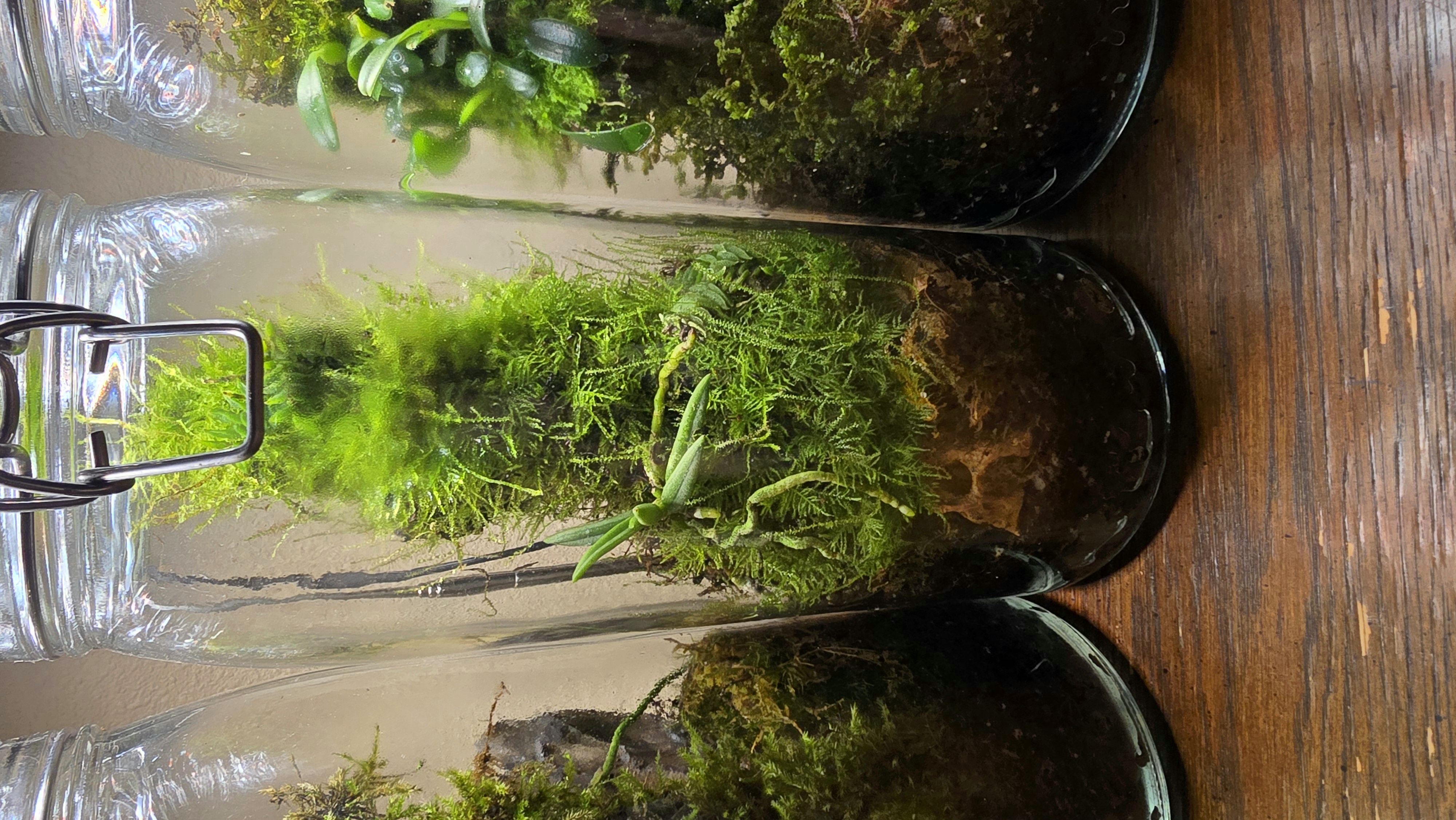 Orchidarium Arcula N°2 Vietnam