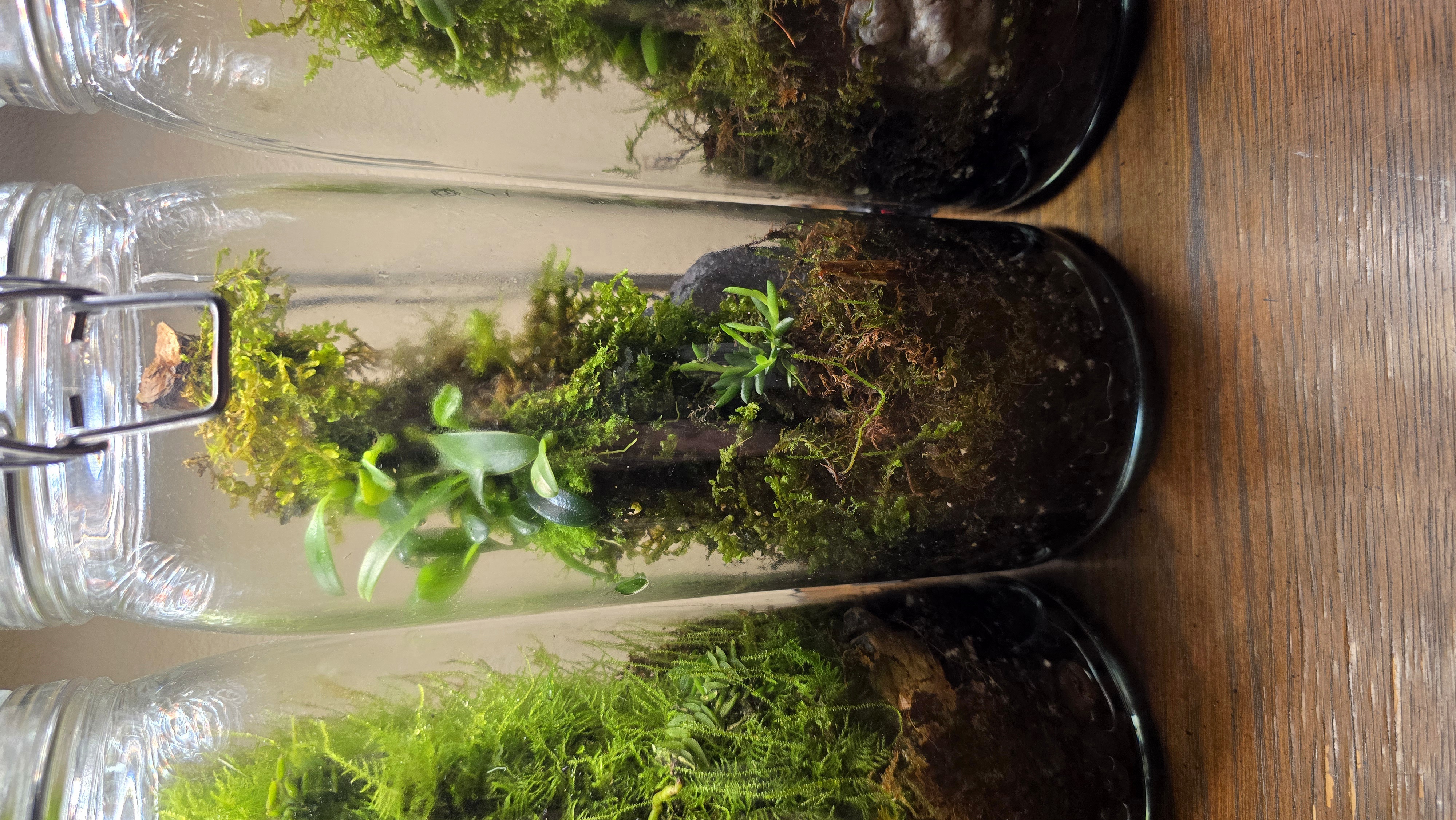 Orchidarium Arcula N°3 Japan