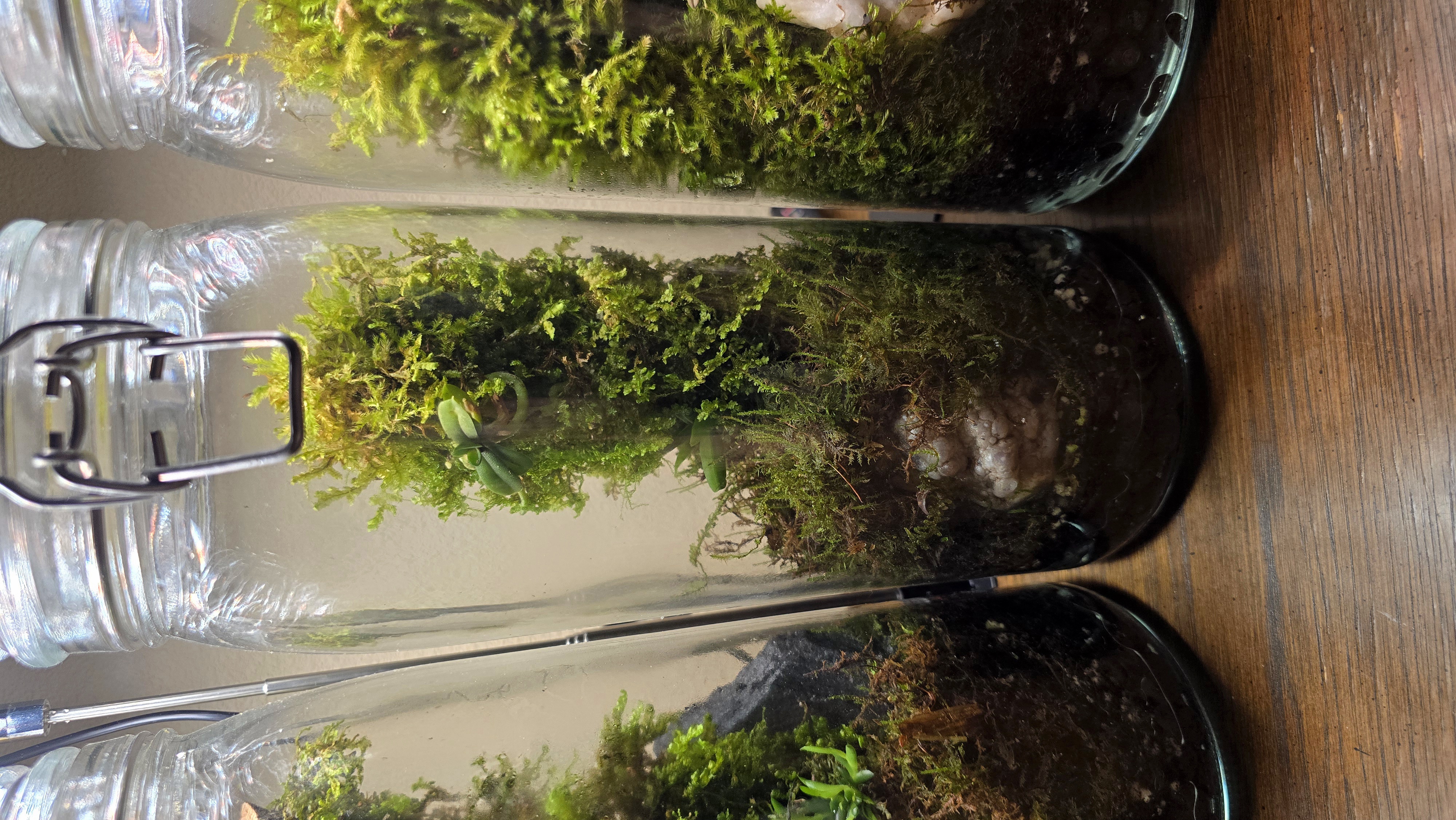 Orchidarium Arcula N°4 China