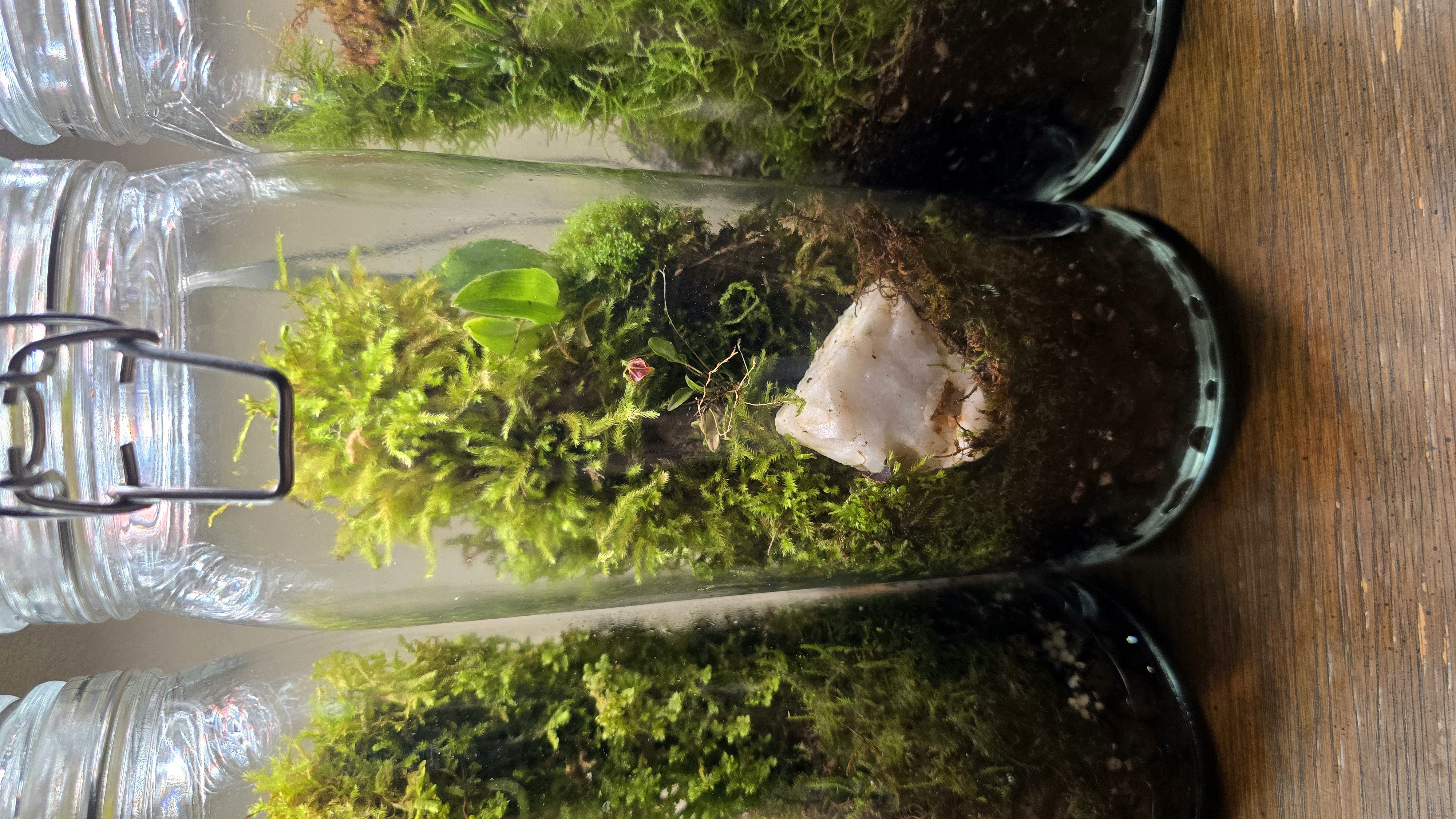 Orchidarium Arcula N°5 Colombia