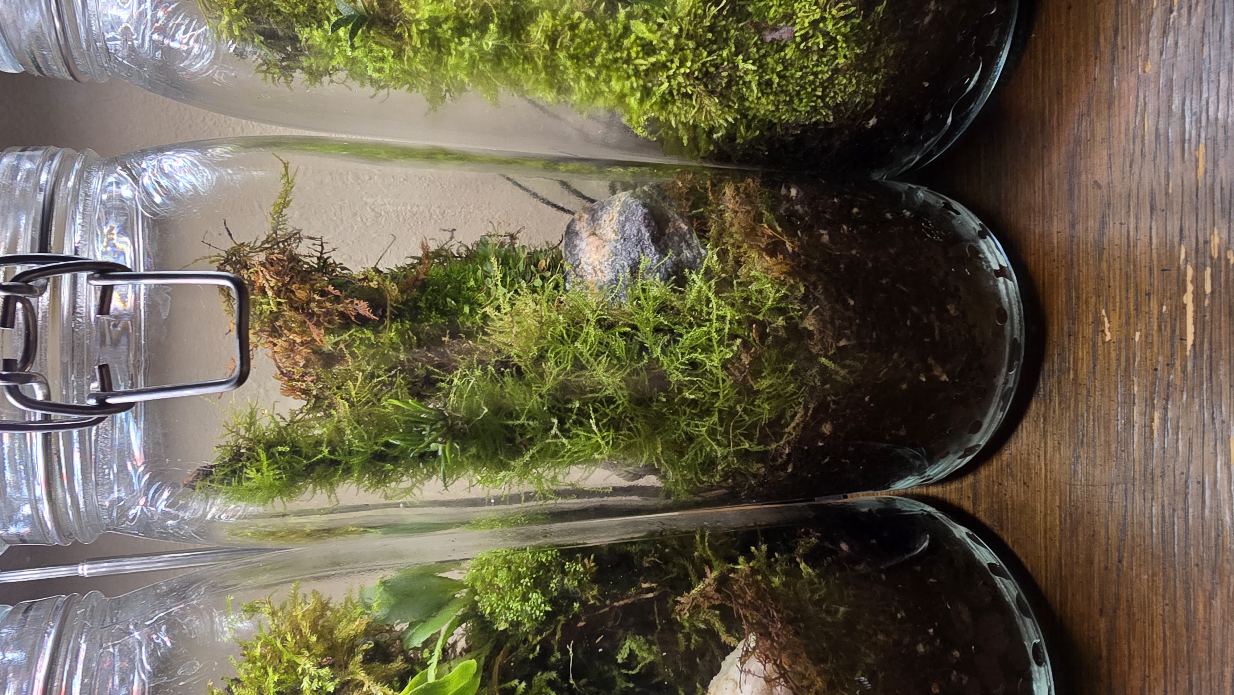 Orchidarium Arcula N°6 Venezuela