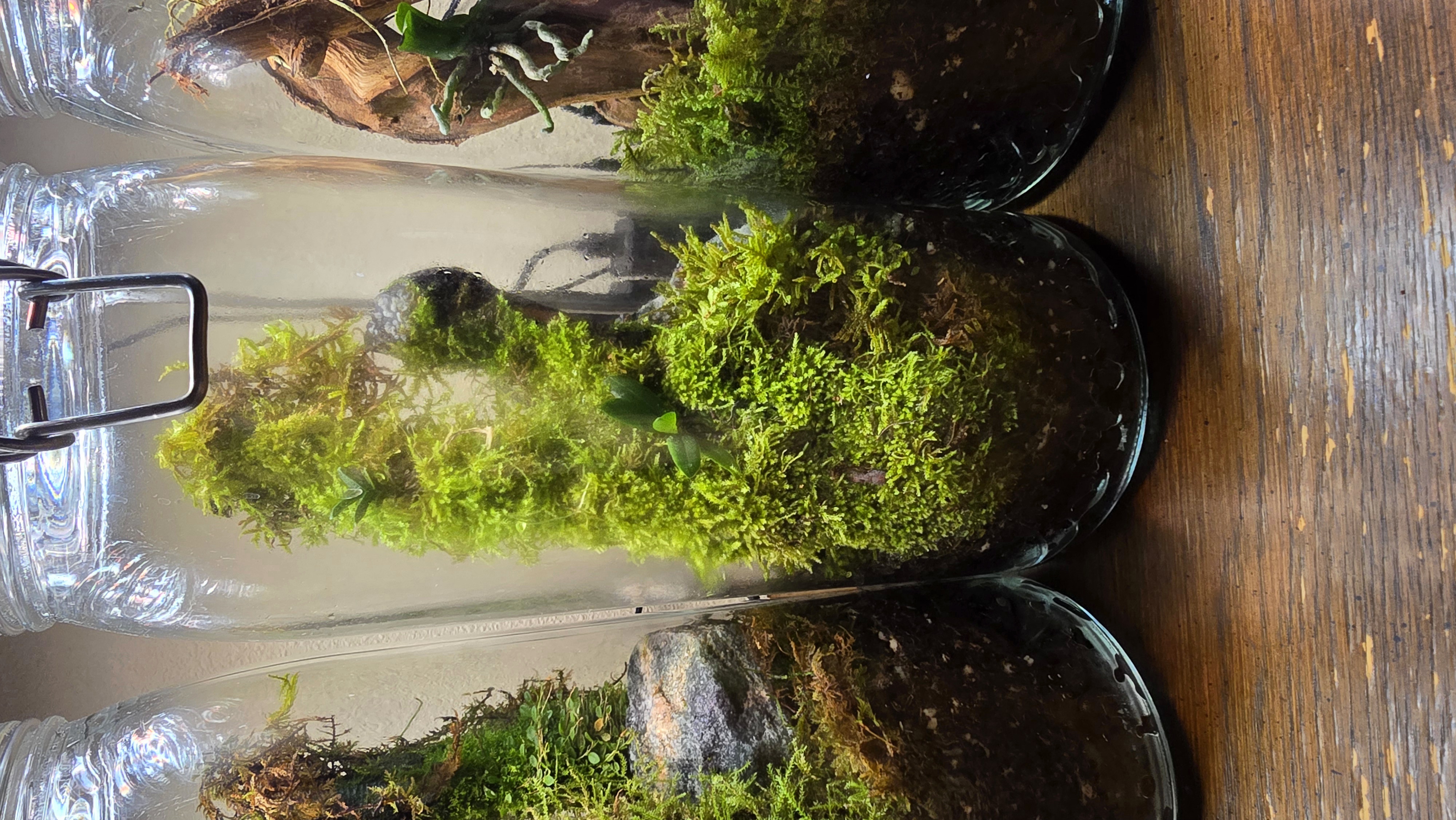 Orchidarium Arcula N°7 Madagascar