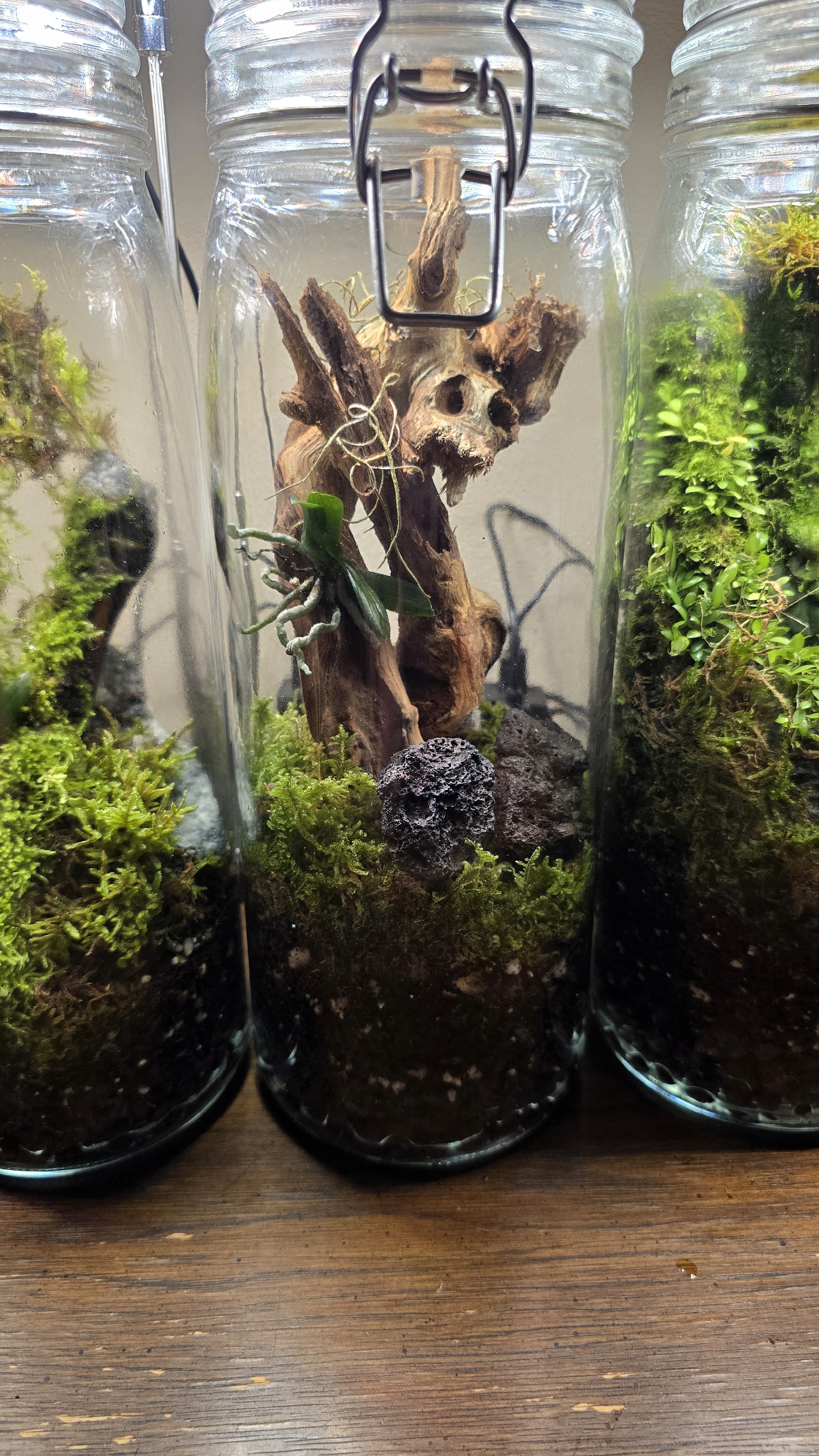 Orchidarium Arcula N°8 Kenya