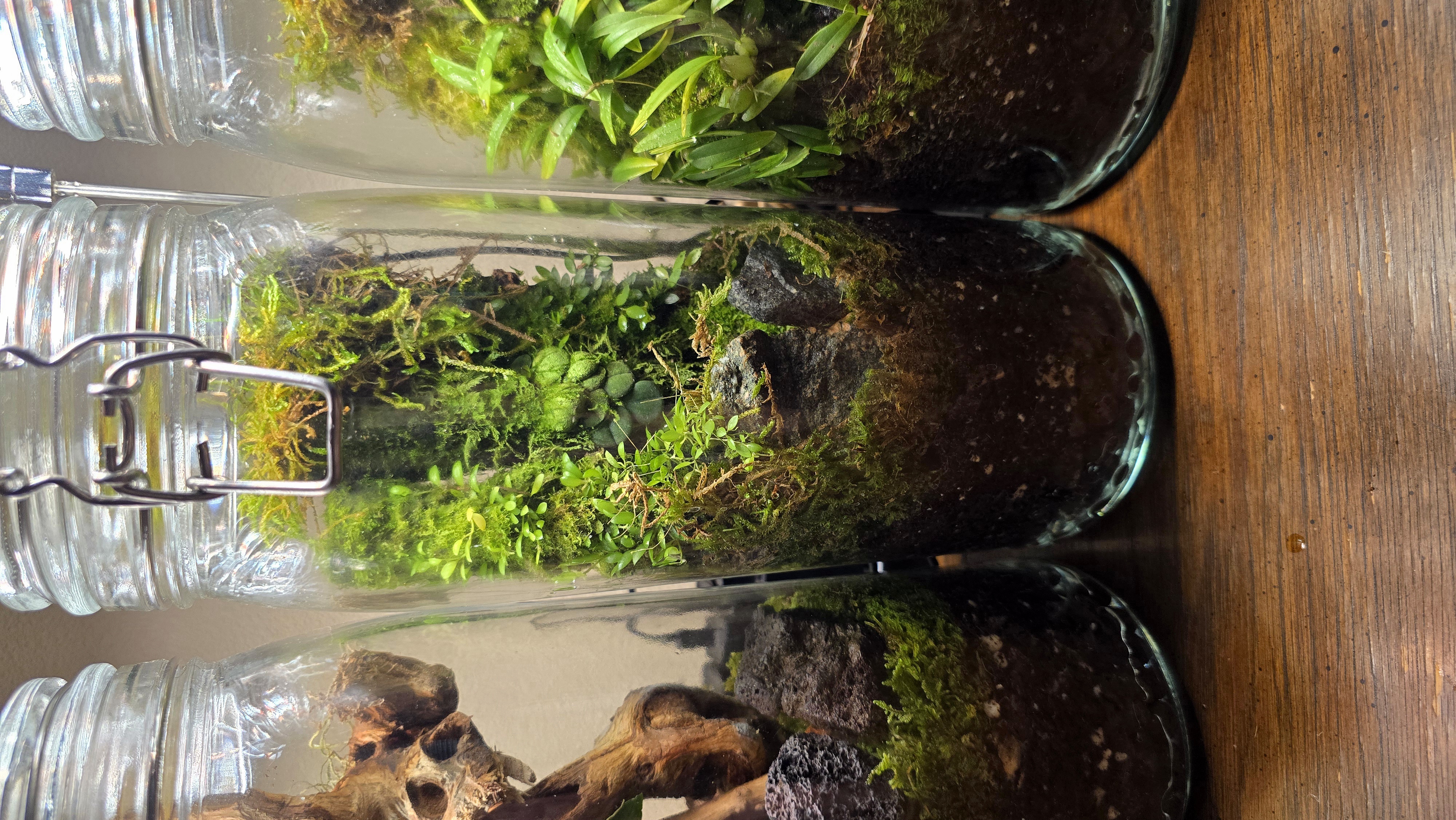 Orchidarium Arcula N°9 Brazil