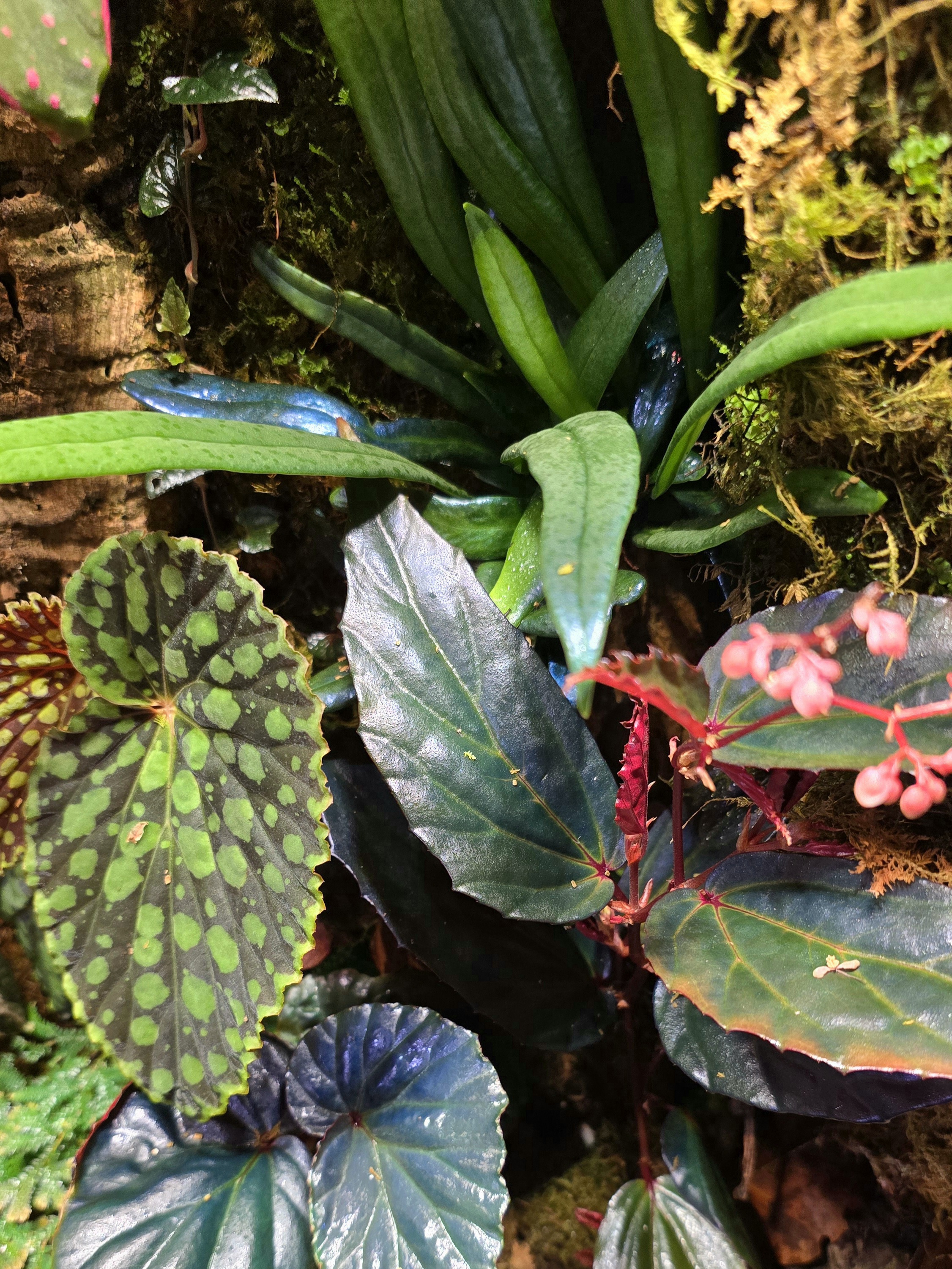 A selection of Begonia, Piper, and Blue Oil Fern